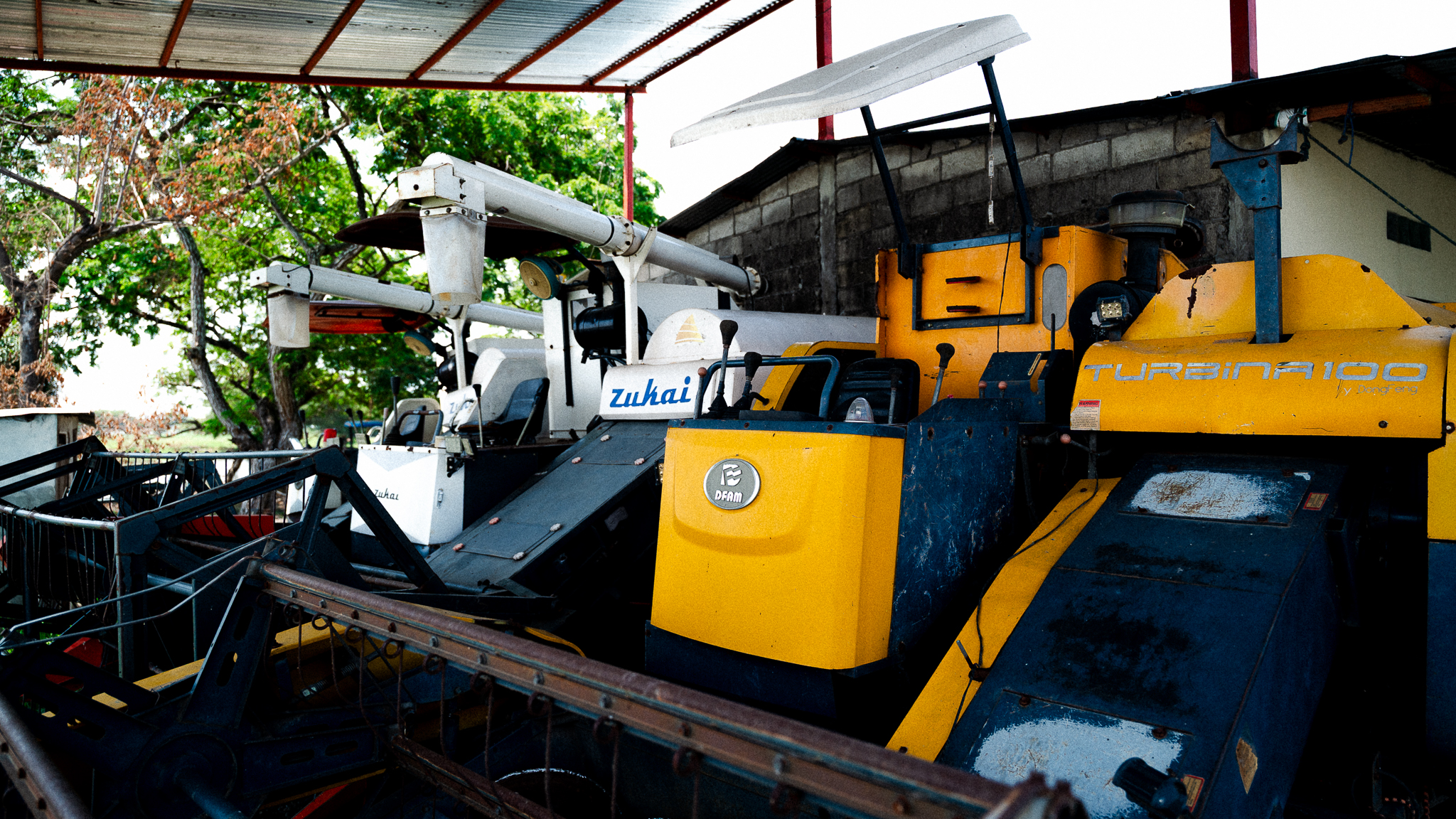 Un gallo en el campo